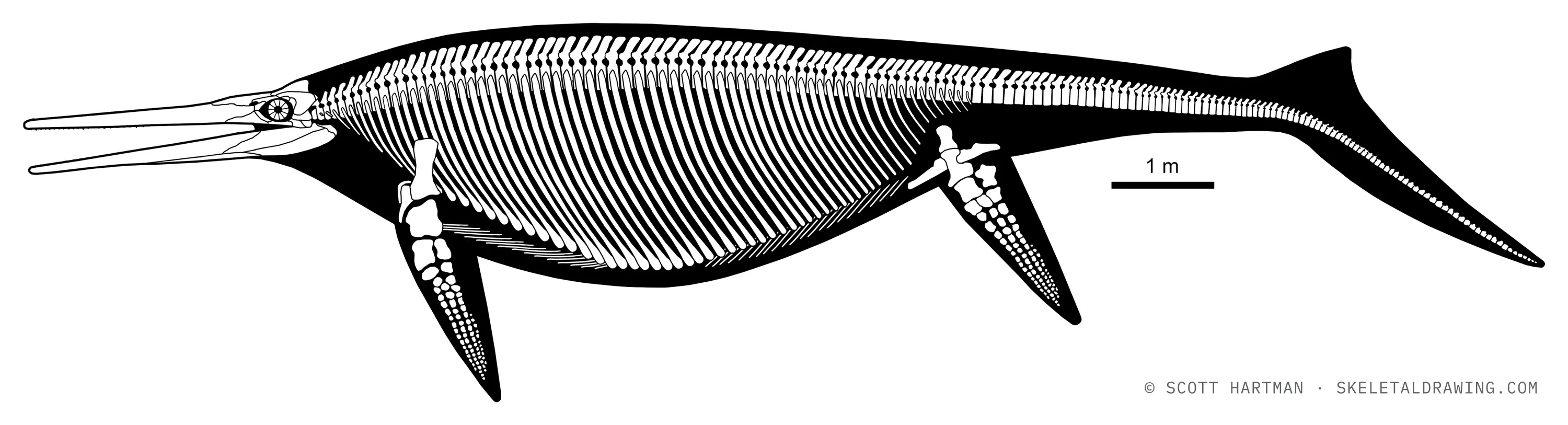 Shonisaurus popularis skeletal reconstruction, left lateral view, reconstructed length ~15 m.