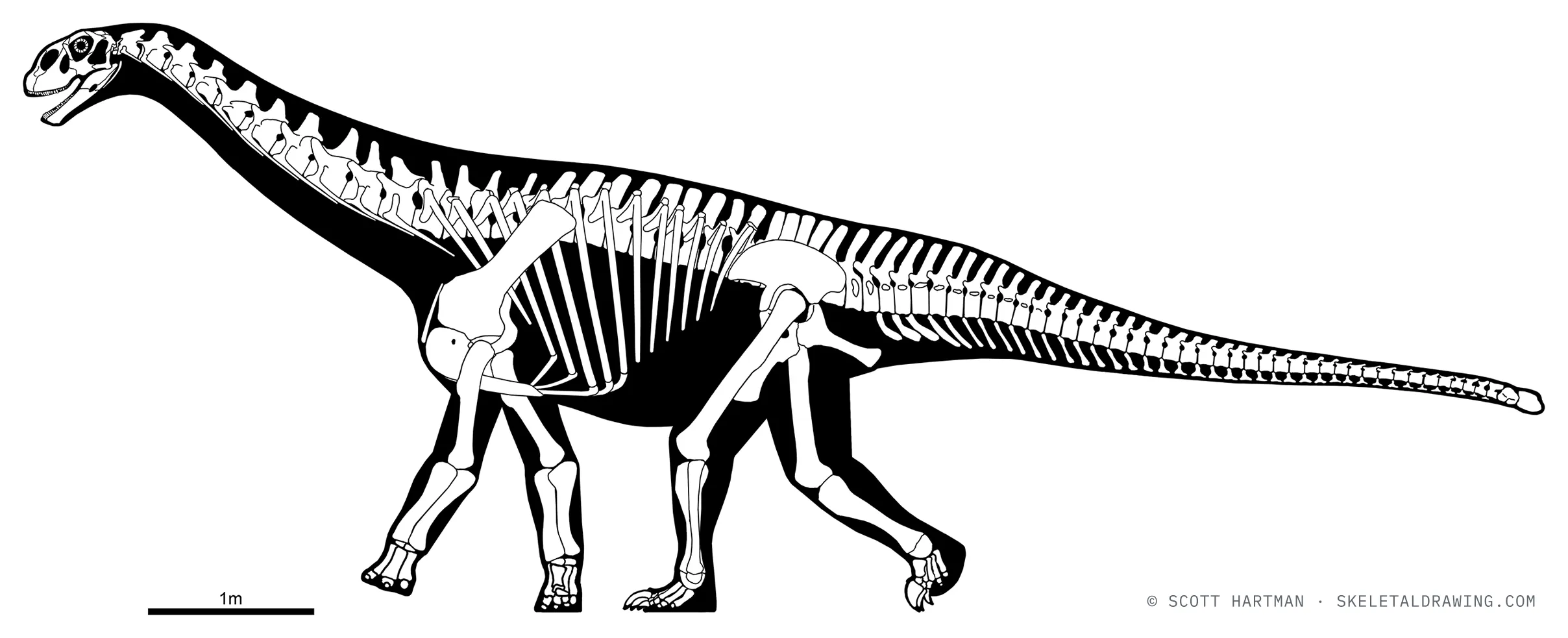 Shunosaurus lii skeletal reconstruction, left lateral view, specimen T5401, reconstructed length ~10 m.