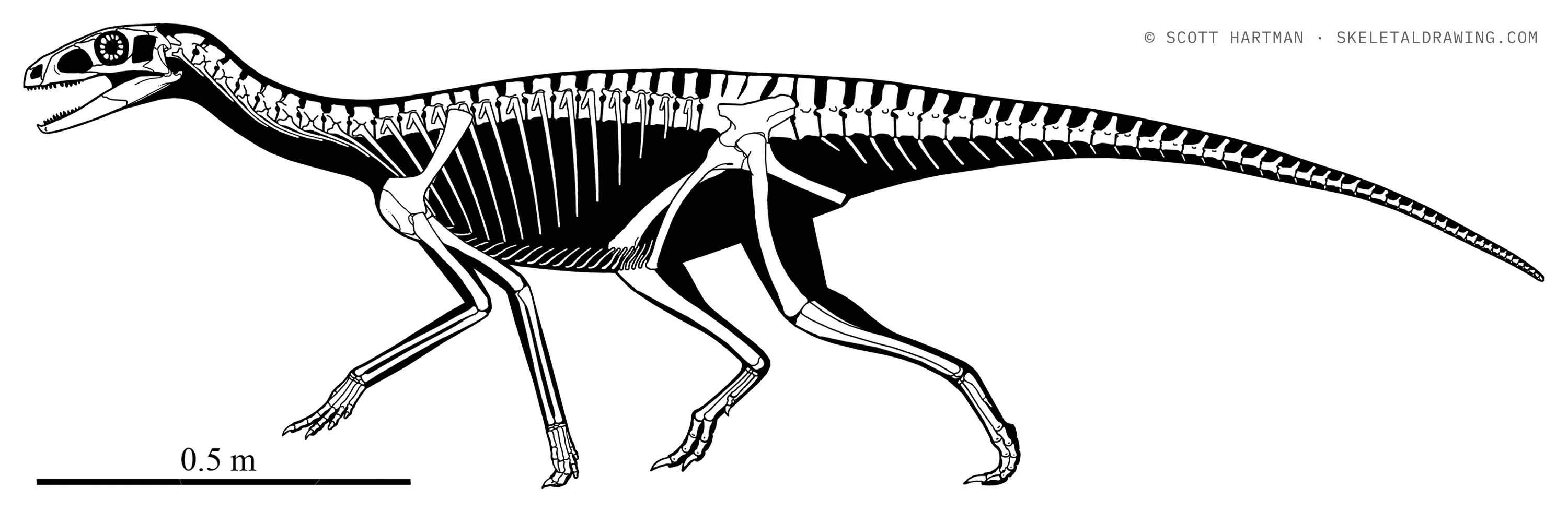 Silesaurus opolensis skeletal reconstruction, left lateral view, length ~2.1 m.