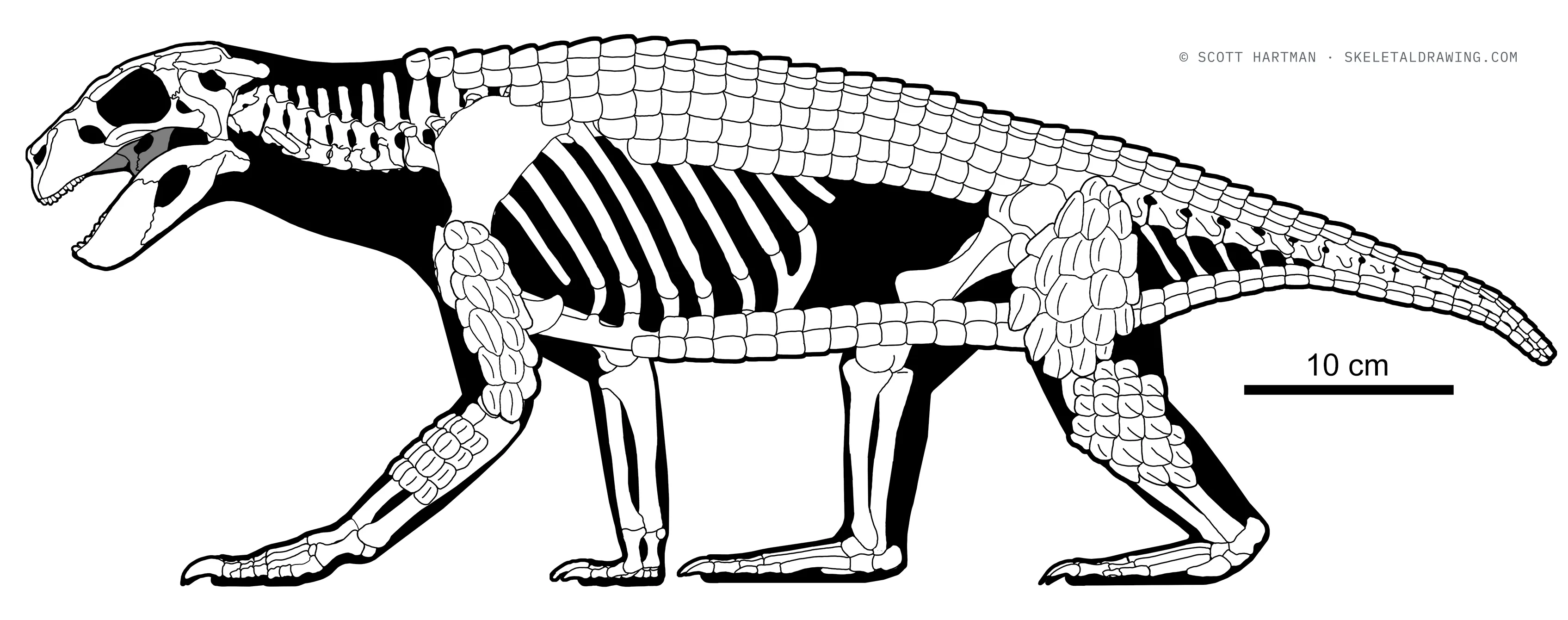 Simosuchus clarki skeletal reconstruction, left lateral view, reconstructed length ~0.75 m.