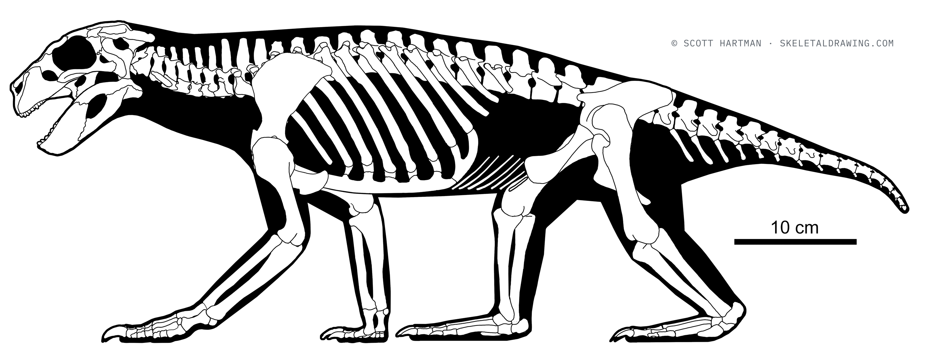 Simosuchus clarki skeletal reconstruction with its body armor removed, left lateral view — the skeleton and body outline without the osteoderm shell.