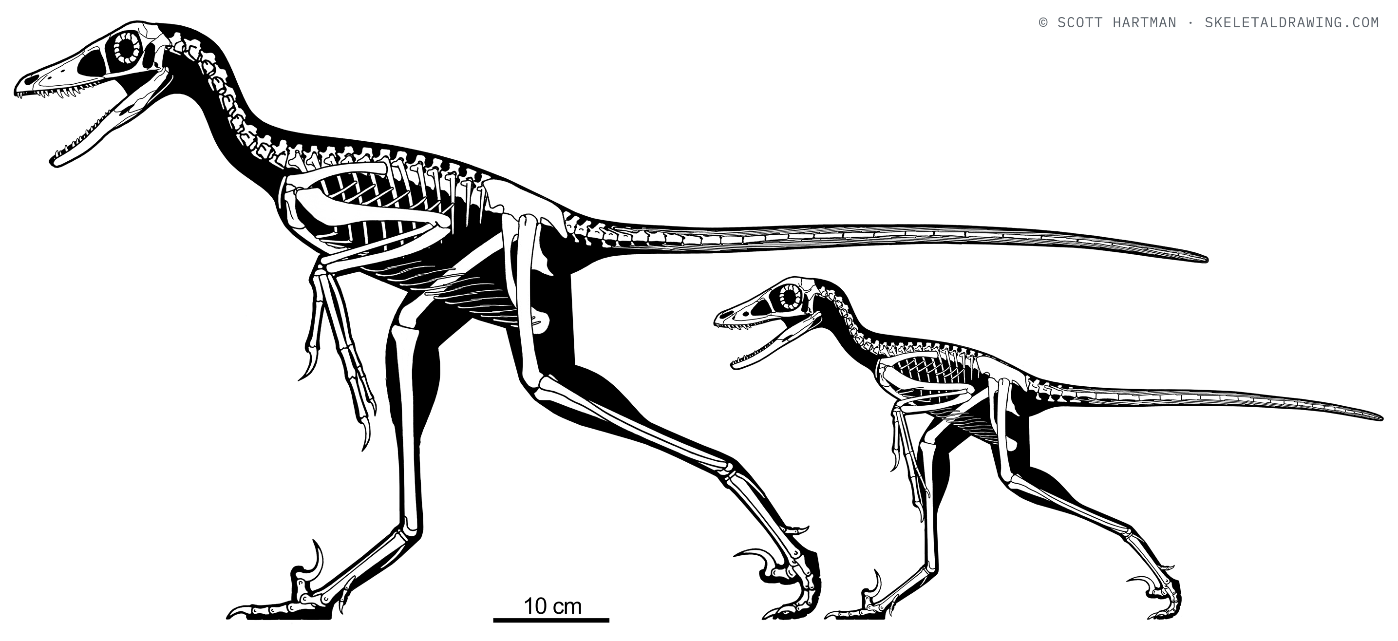 Sinornithosaurus millenii — Growth series to common scale — the ~1.1 m adult type and the ~0.6 m juvenile “Dave.”