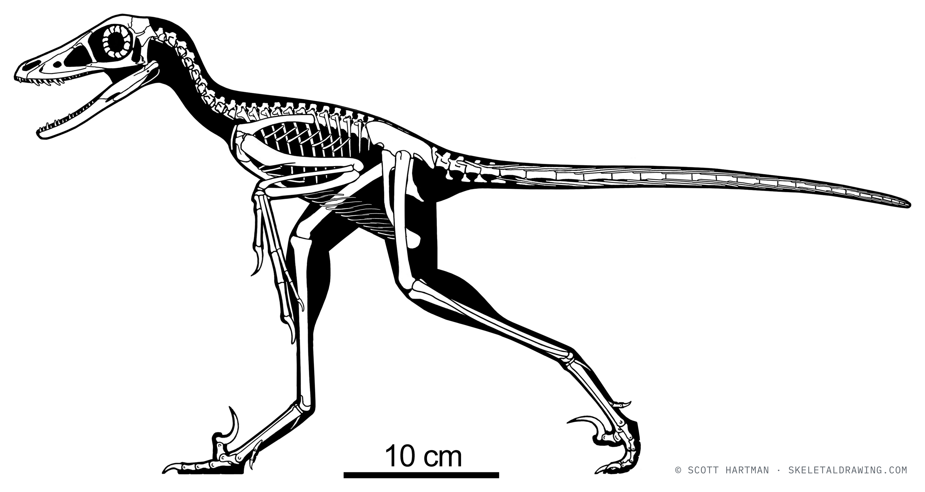 Sinornithosaurus millenii — The juvenile specimen NGMC 91 (“Dave”), about 0.6 m.