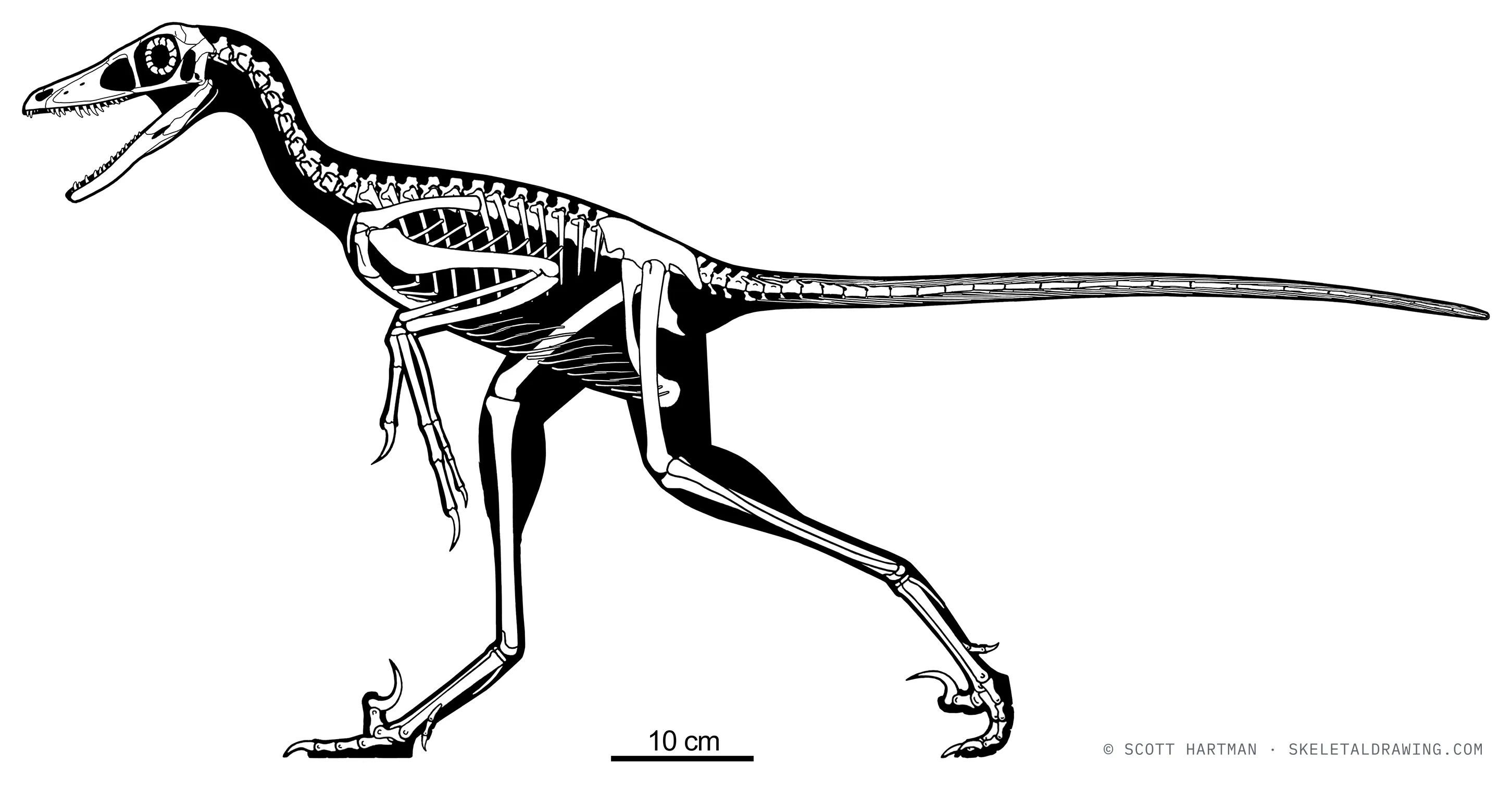 Sinornithosaurus millenii skeletal reconstruction, left lateral view, reconstructed length ~1.1 m.