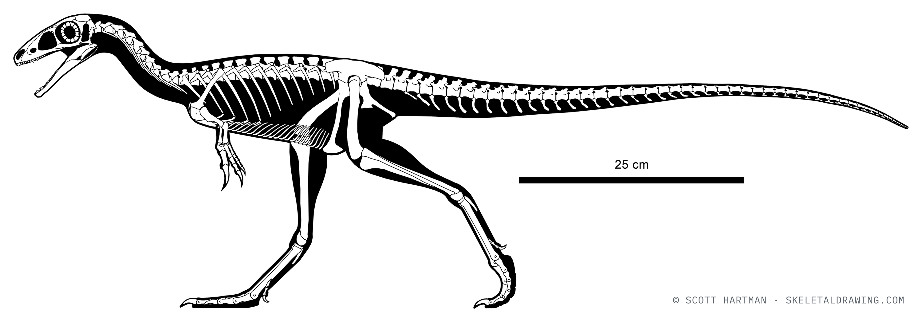 Sinosauropteryx prima skeletal reconstruction, left lateral view, reconstructed length ~1 m.