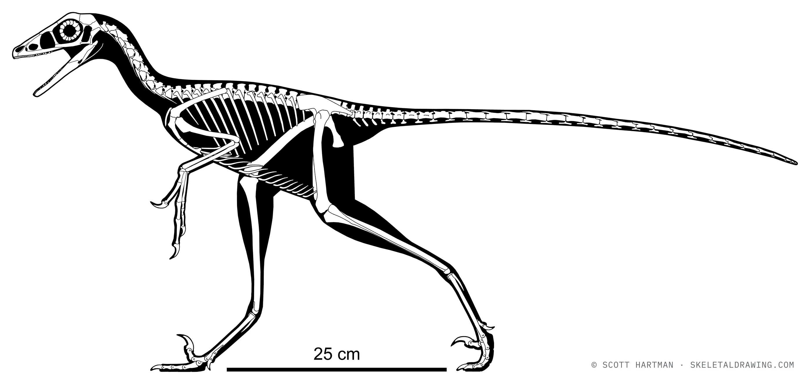Sinovenator changii skeletal reconstruction, left lateral view, reconstructed length ~0.91 m.