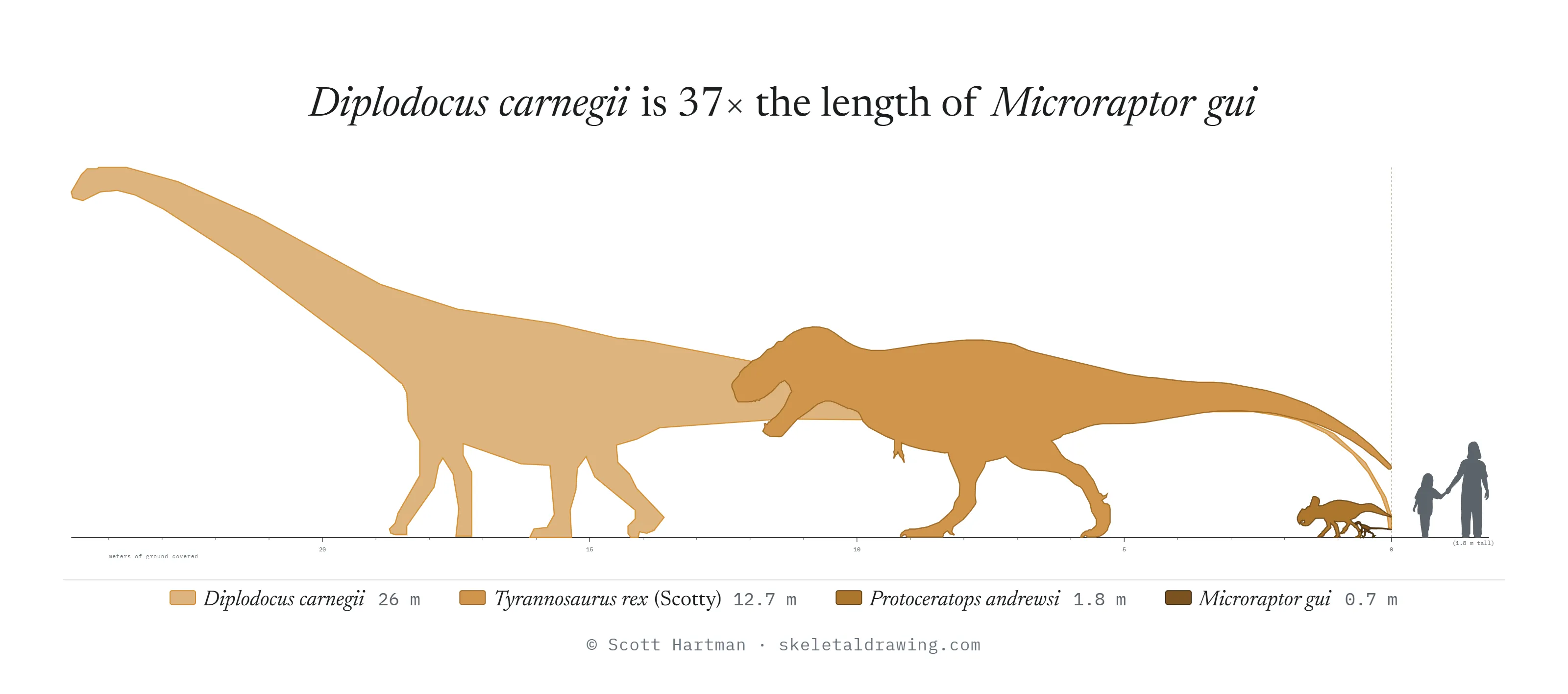 A size comparison of silhouettes of Diplodocus, Tyrannosaurus, Protoceratops and Microraptor, plus two humans