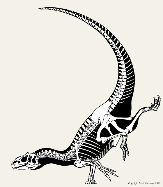 Skeletal reconstruction of Allosaurus balanced in an implausible handstand pose, tail arced upward