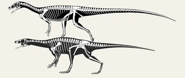 Two skeletal reconstructions of the sauropodomorph Panphagia in left lateral view, stacked for comparison