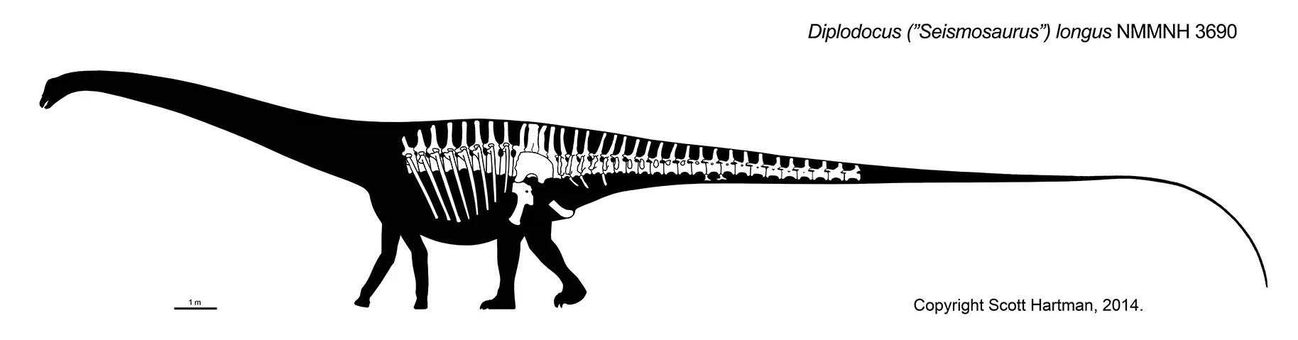 Skeletal reconstruction of Diplodocus (formerly Seismosaurus) NMMNH 3690 in left lateral view, known bones white on a black silhouette