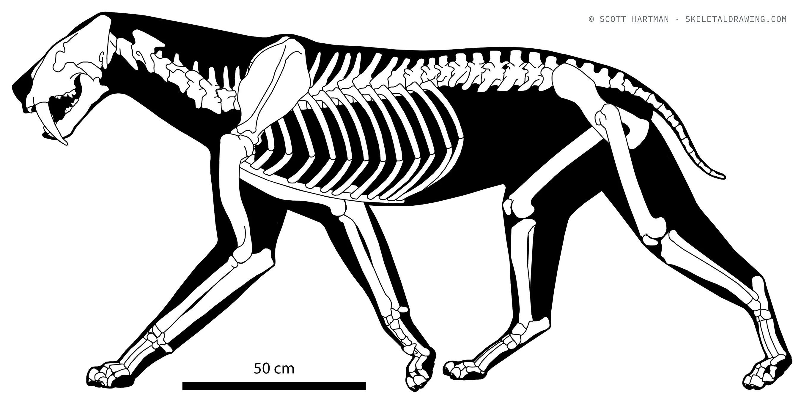 Smilodon fatalis skeletal reconstruction, left lateral view, length ~2.1 m.