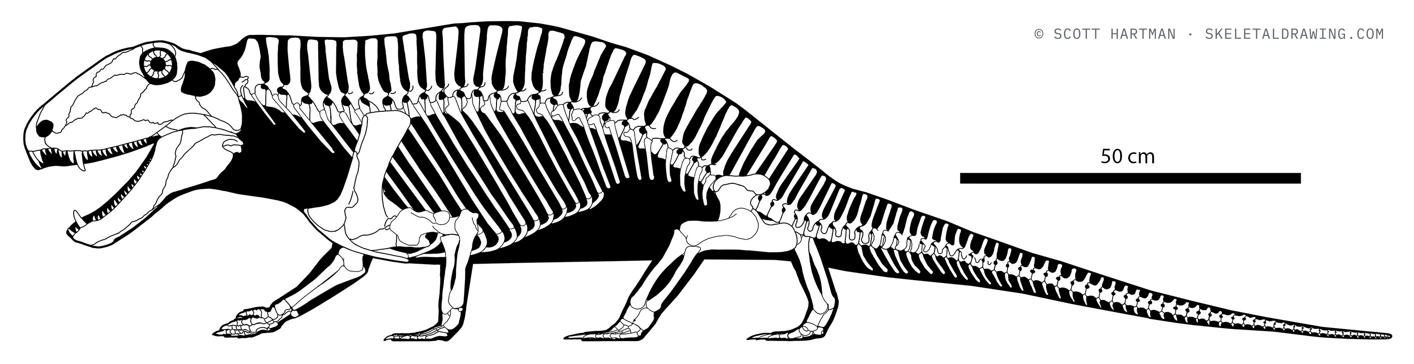 Sphenacodon ferox skeletal reconstruction, left lateral view, length ~2.1 m.