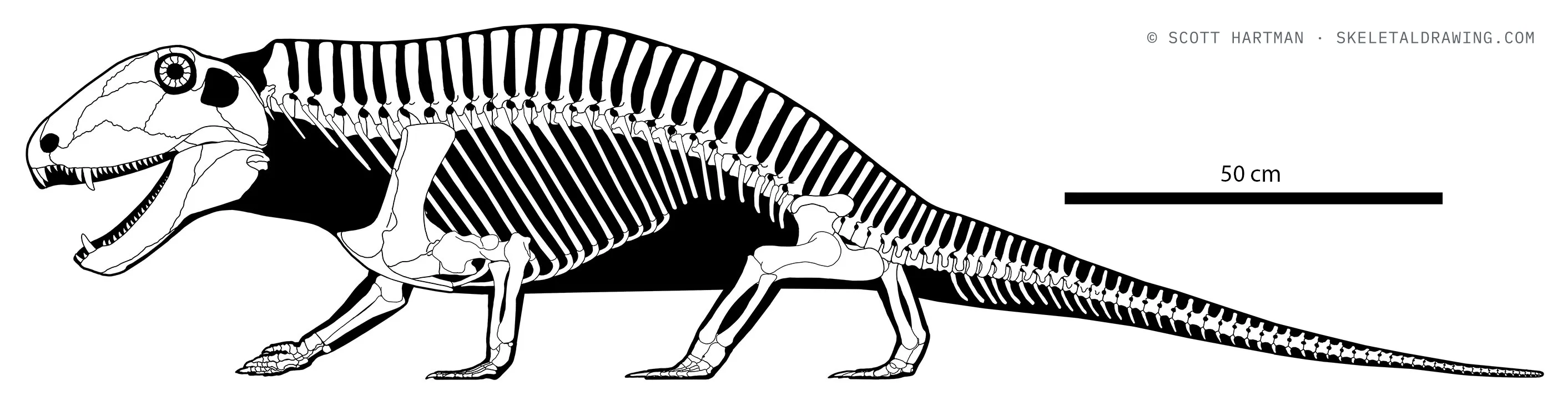 Sphenacodon ferox skeletal reconstruction, left lateral view, length ~2.1 m.
