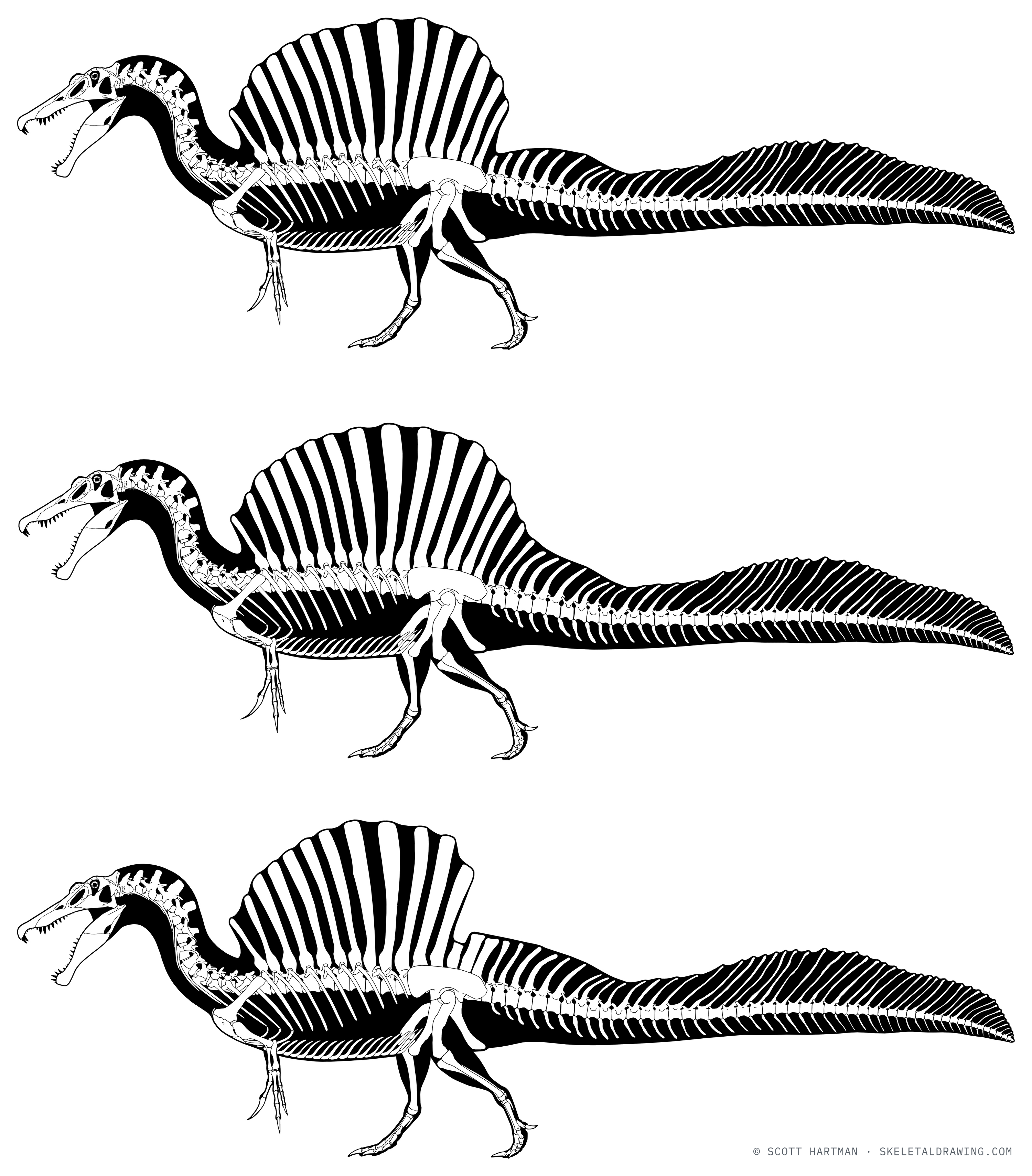 Spinosaurus aegyptiacus — Competing published interpretations of the animal’s build, drawn to a common scale.