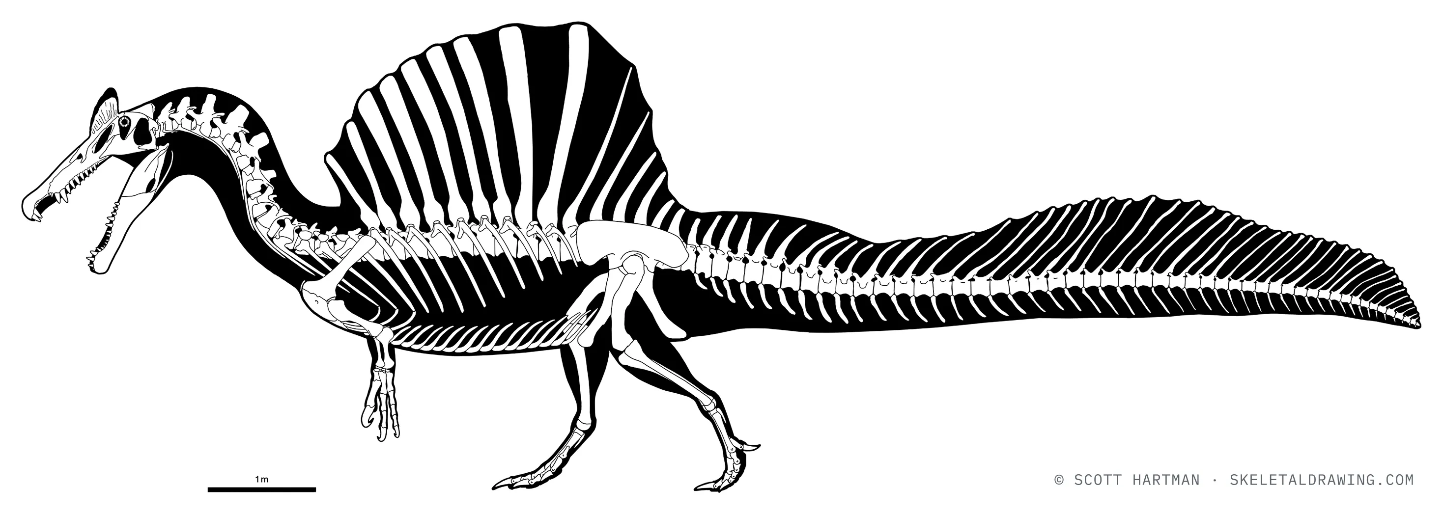 Spinosaurus aegyptiacus skeletal reconstruction, left lateral view, reconstructed length ~13 m.