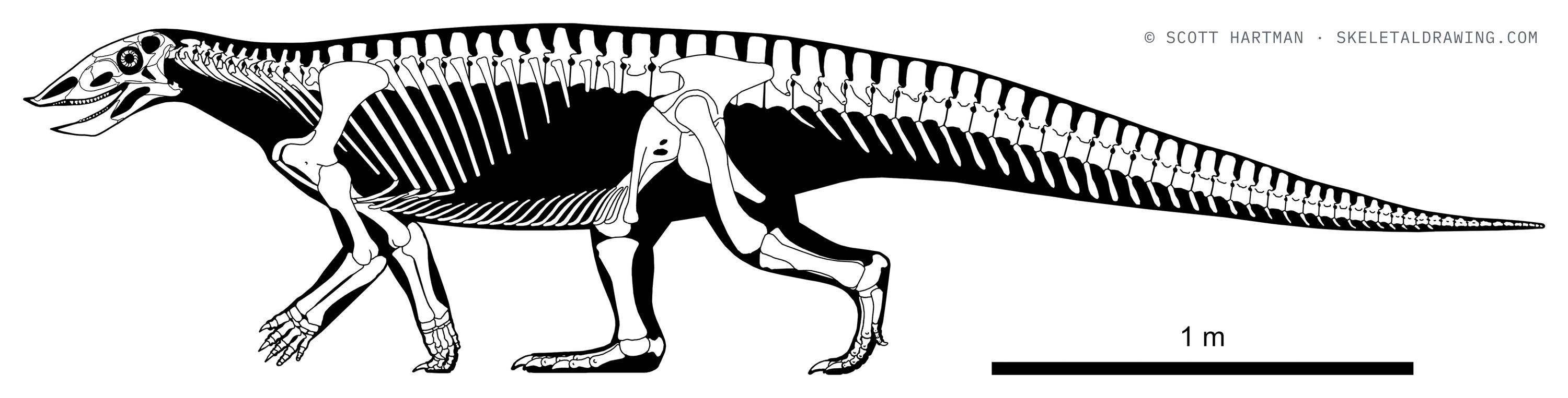 Stagonolepis robertsoni — Without armor.