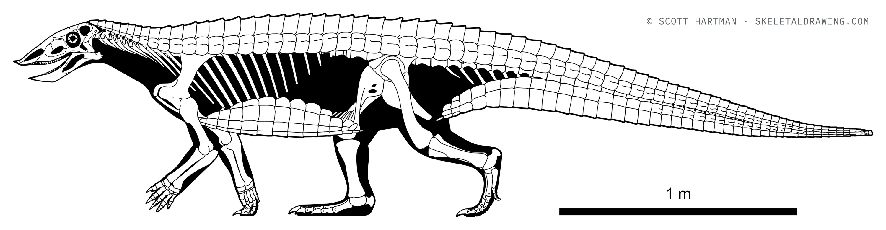 Stagonolepis robertsoni skeletal reconstruction, left lateral view, length ~3.7 m.