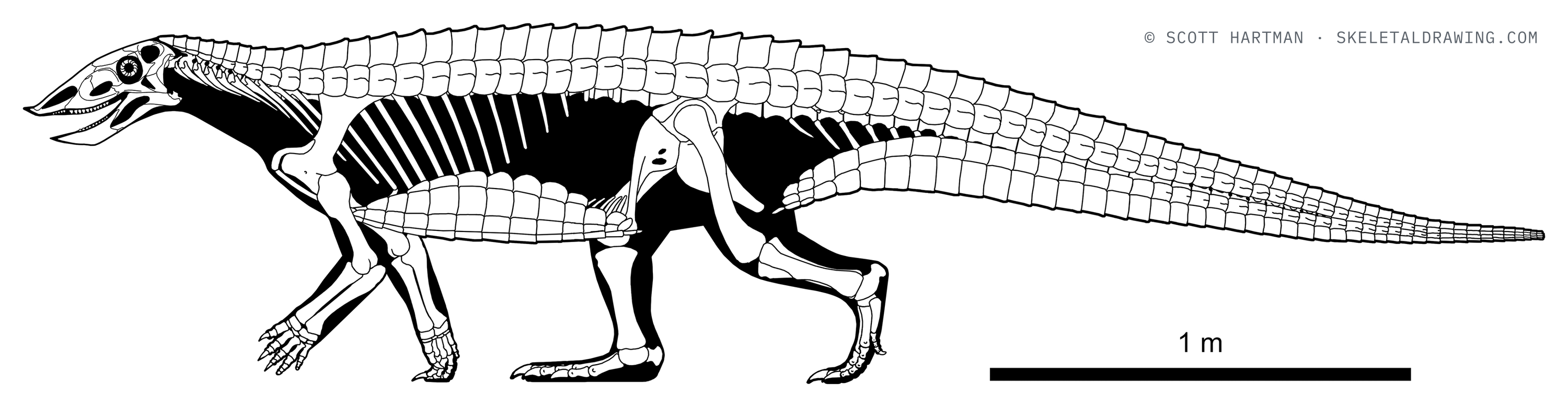Stagonolepis robertsoni skeletal reconstruction, left lateral view, length ~3.7 m.
