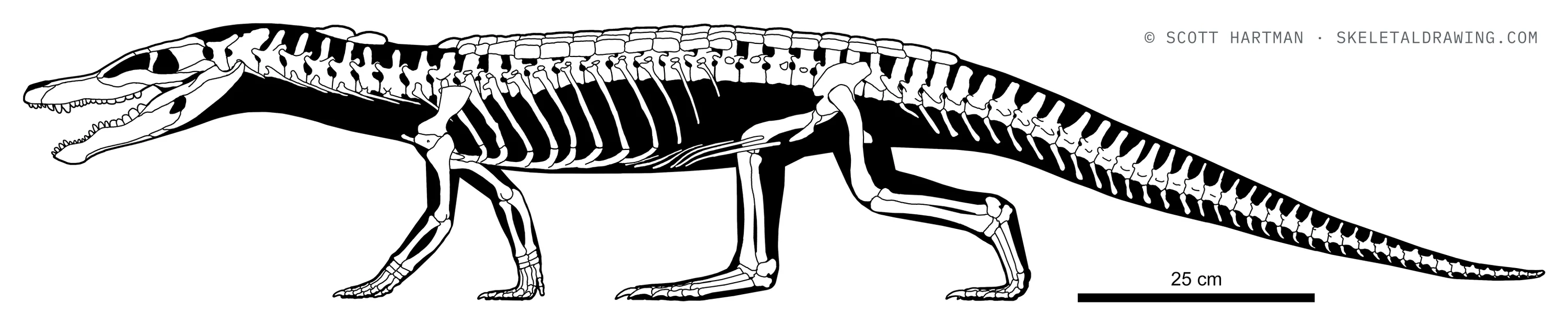 Stangerochampsa mccabei skeletal reconstruction, left lateral view, length ~1.65 m.