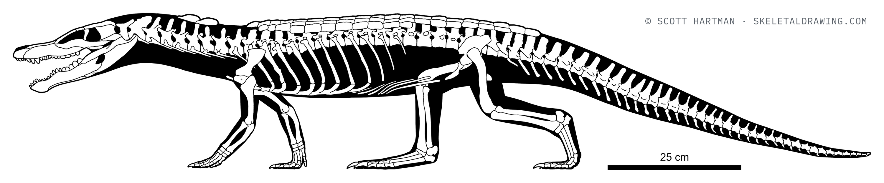 Stangerochampsa mccabei skeletal reconstruction, left lateral view, length ~1.65 m.