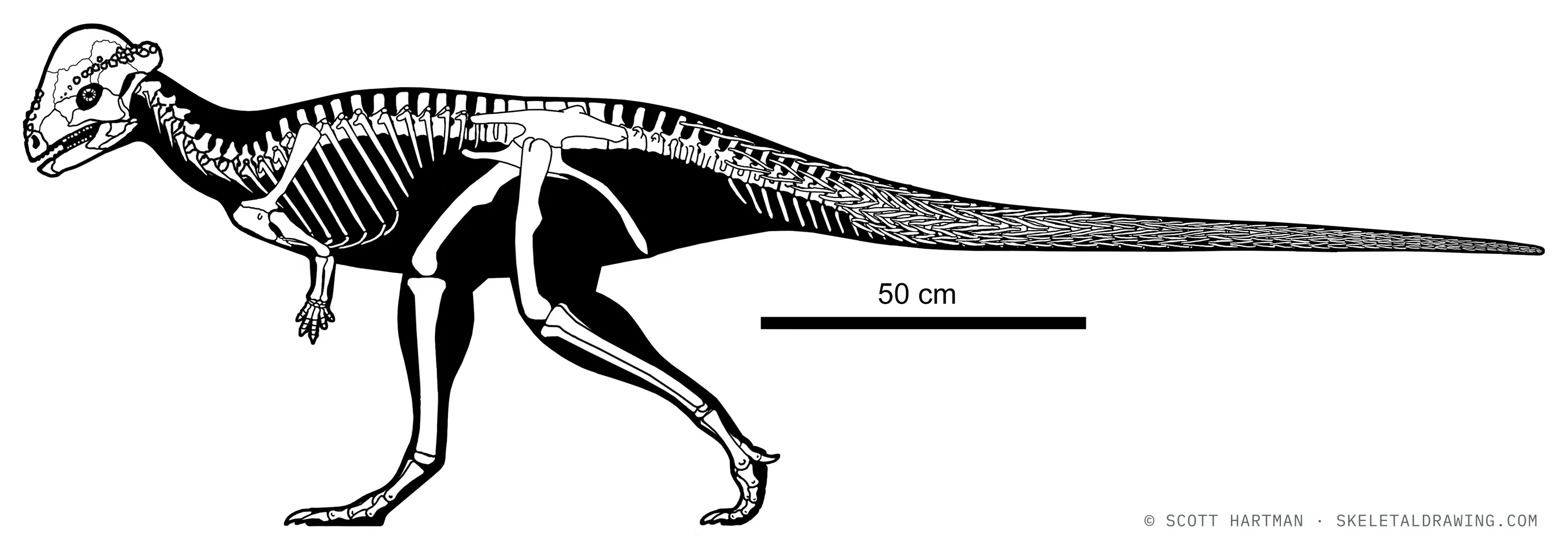 Stegoceras validum skeletal reconstruction, left lateral view, reconstructed length ~2.4 m.