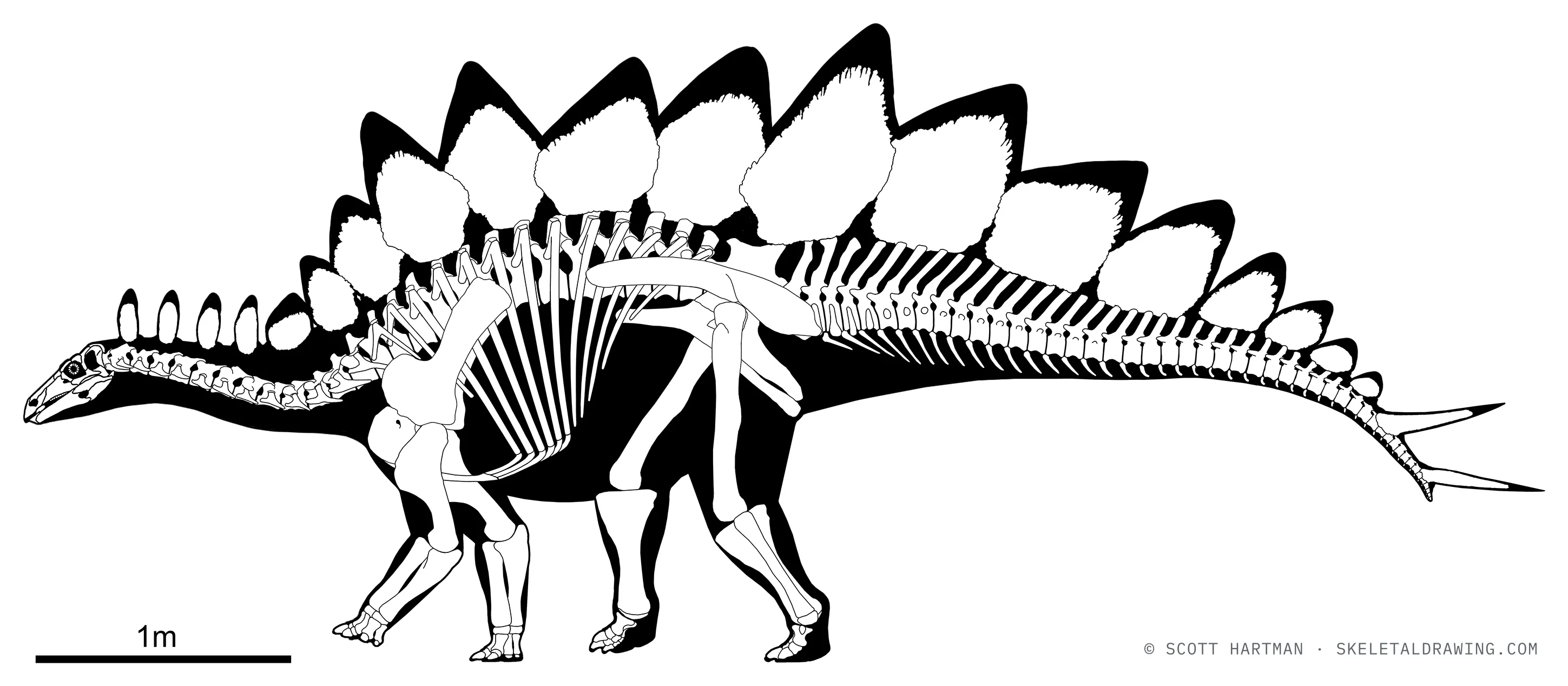 Stegosaurus stenops skeletal reconstruction, left lateral view, reconstructed length ~6 m.