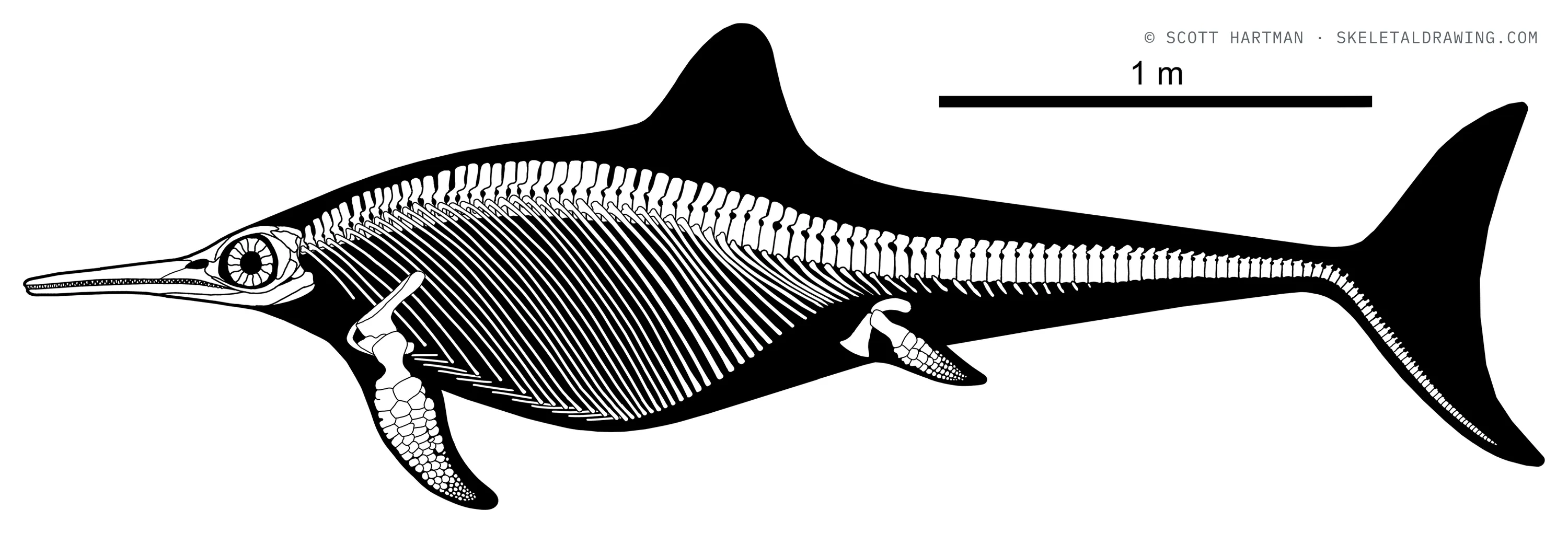Stenopterygius quadriscissus skeletal reconstruction, left lateral view, length ~3.6 m.