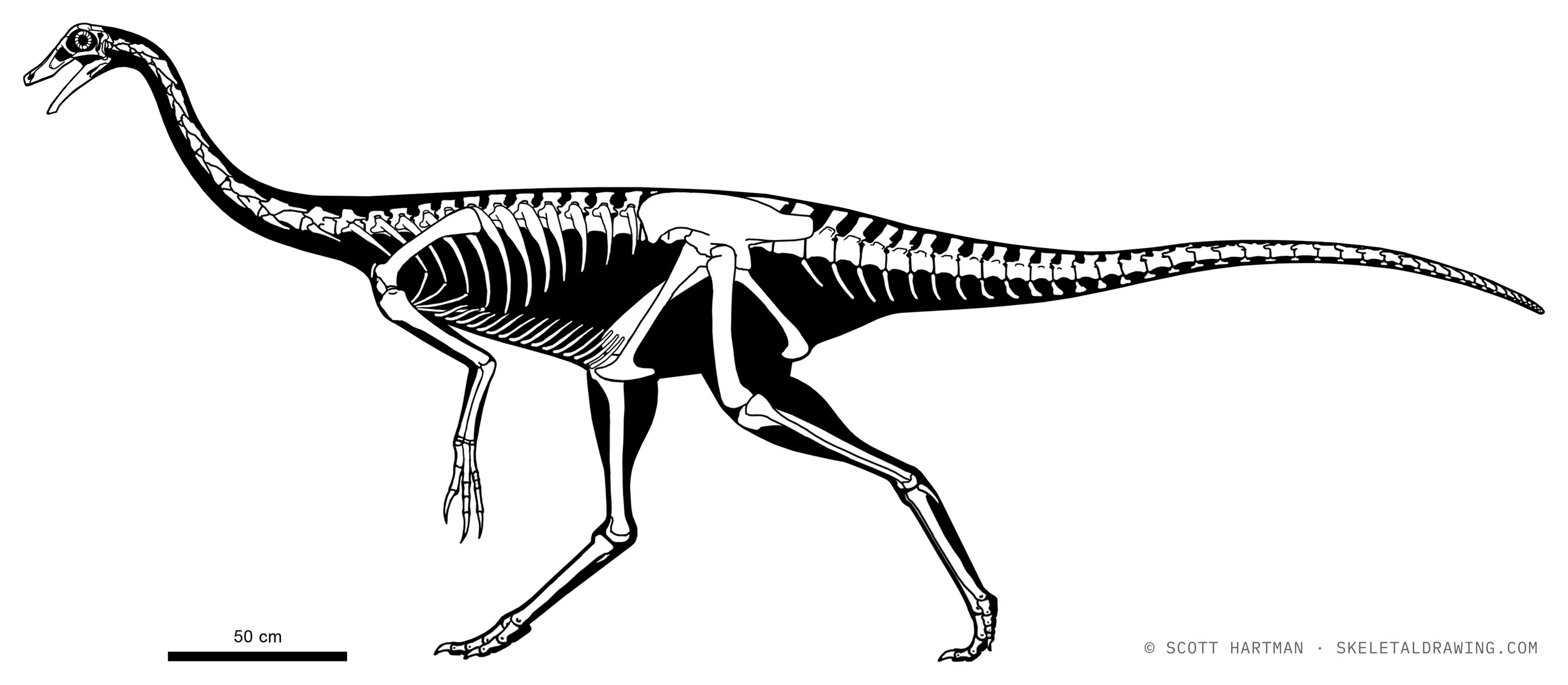 Struthiomimus altus skeletal reconstruction, left lateral view, reconstructed length ~4.4 m.