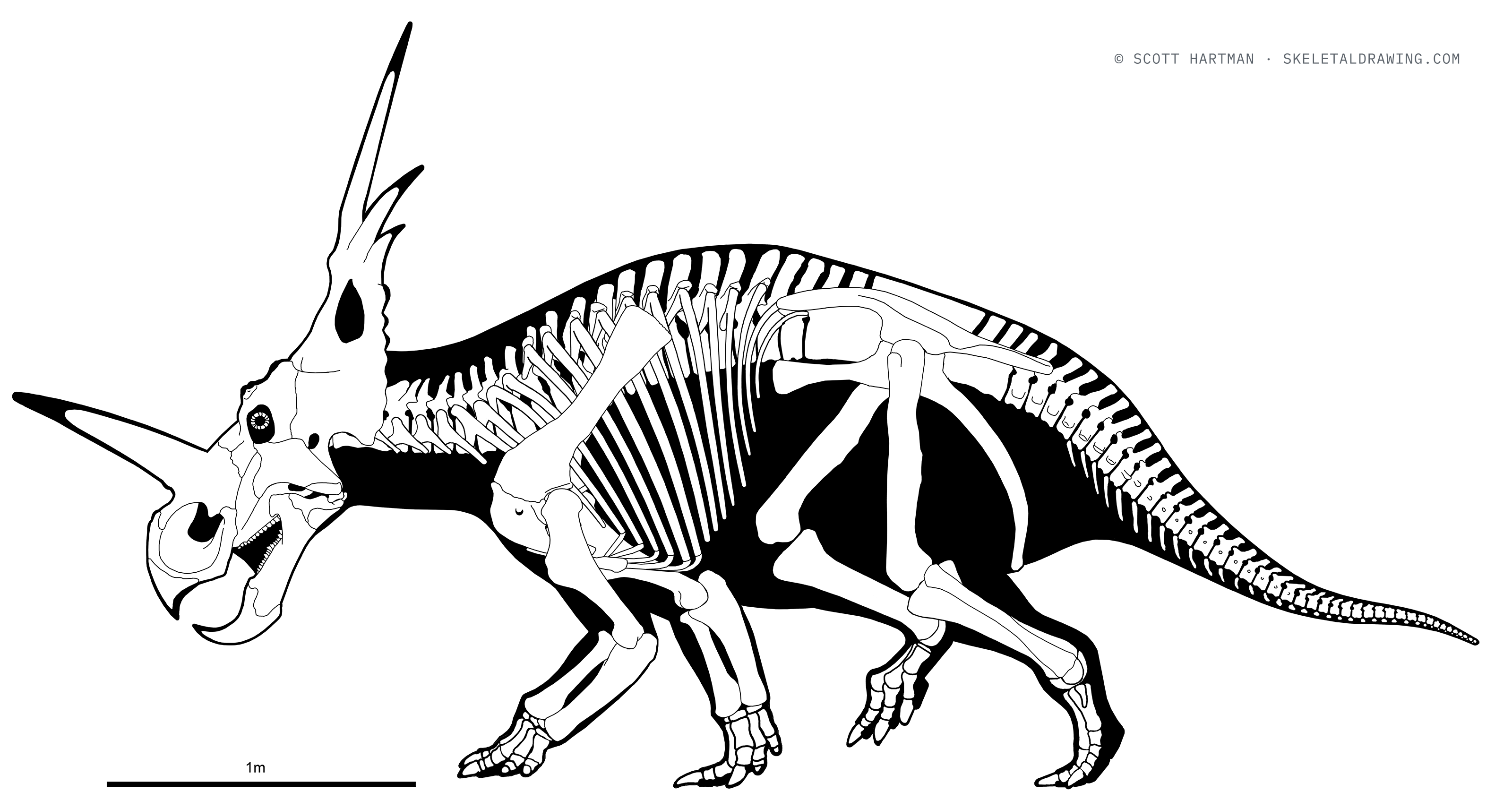 Styracosaurus albertensis skeletal reconstruction, left lateral view, reconstructed length ~4.8 m.