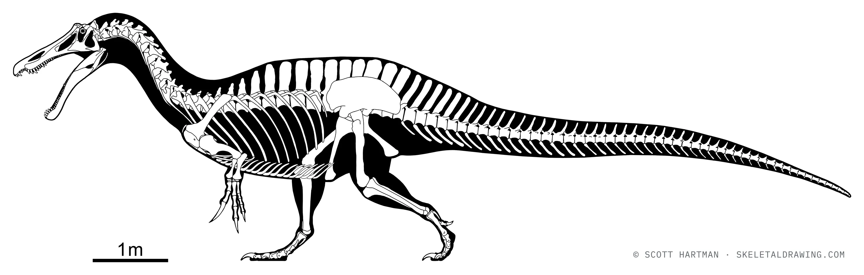 Suchomimus tenerensis skeletal reconstruction, left lateral view, reconstructed length ~11.4 m.