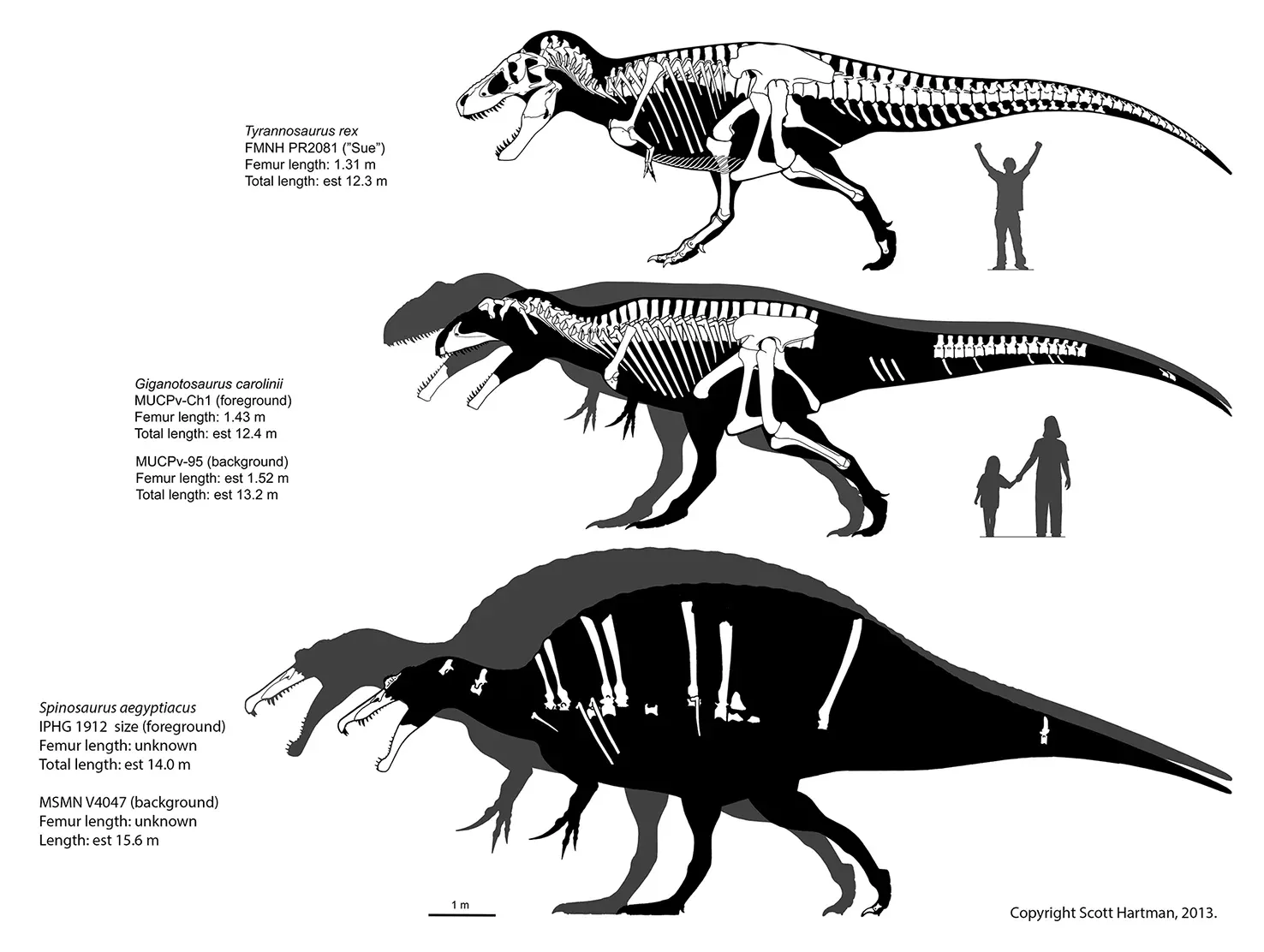 Size comparison of Tyrannosaurus, Giganotosaurus, and Spinosaurus skeletals in left lateral view with human silhouettes for scale