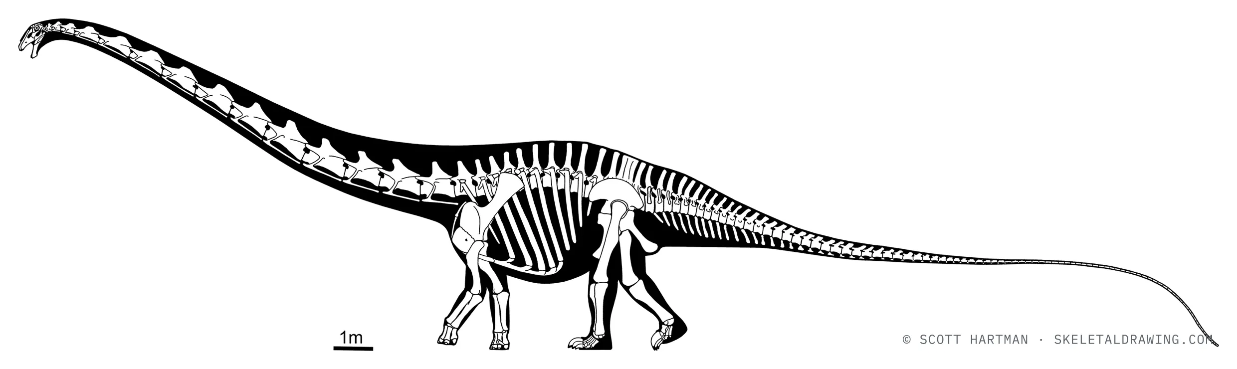 Supersaurus vivianae skeletal reconstruction, left lateral view, reconstructed length ~32 m.