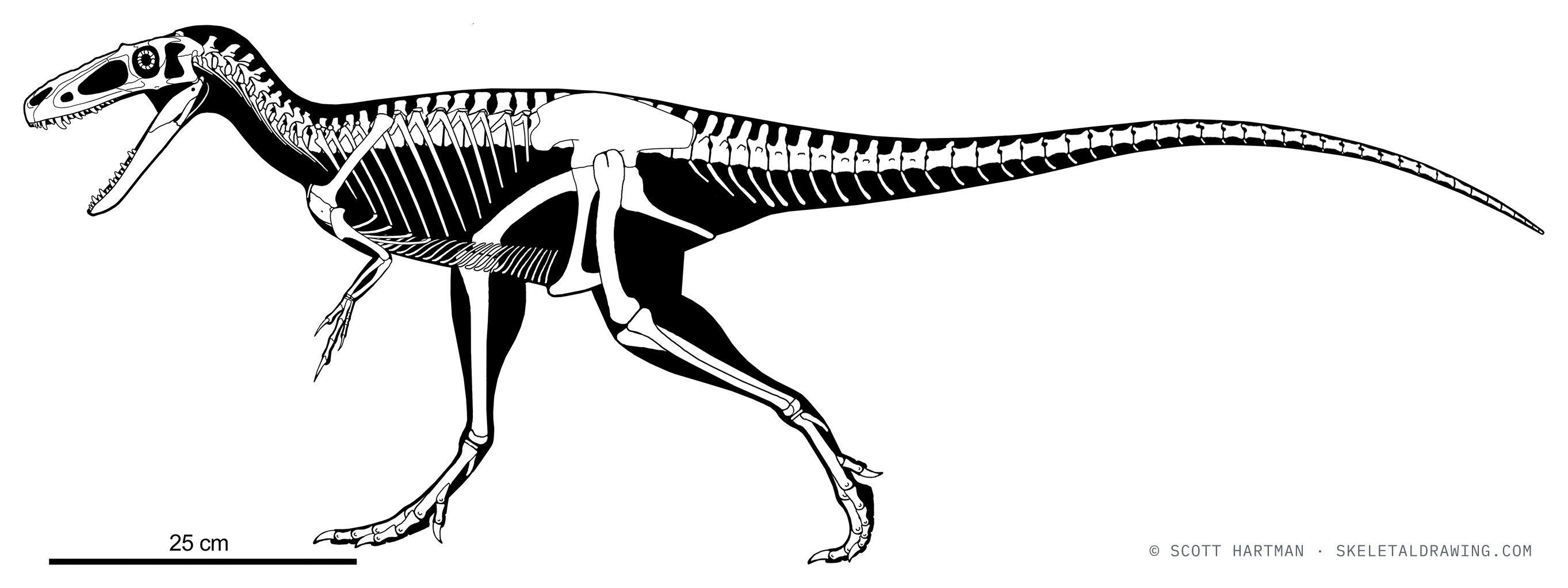 Suskityrannus hazelae skeletal reconstruction, left lateral view, reconstructed length ~1.3 m.