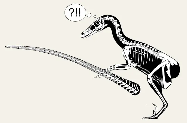 Skeletal reconstruction of a dromaeosaur with its tail sharply curled up at the base, a startled '?!!' thought bubble overhead