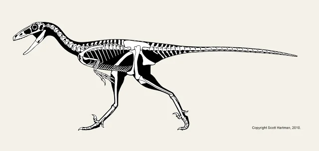 Skeletal reconstruction of the troodontid Talos sampsoni in left lateral running pose, second toe held off the ground