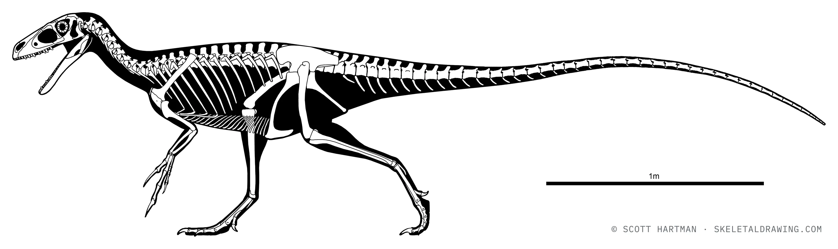 Tanycolagreus topwilsoni skeletal reconstruction, left lateral view, reconstructed length ~3.8 m.