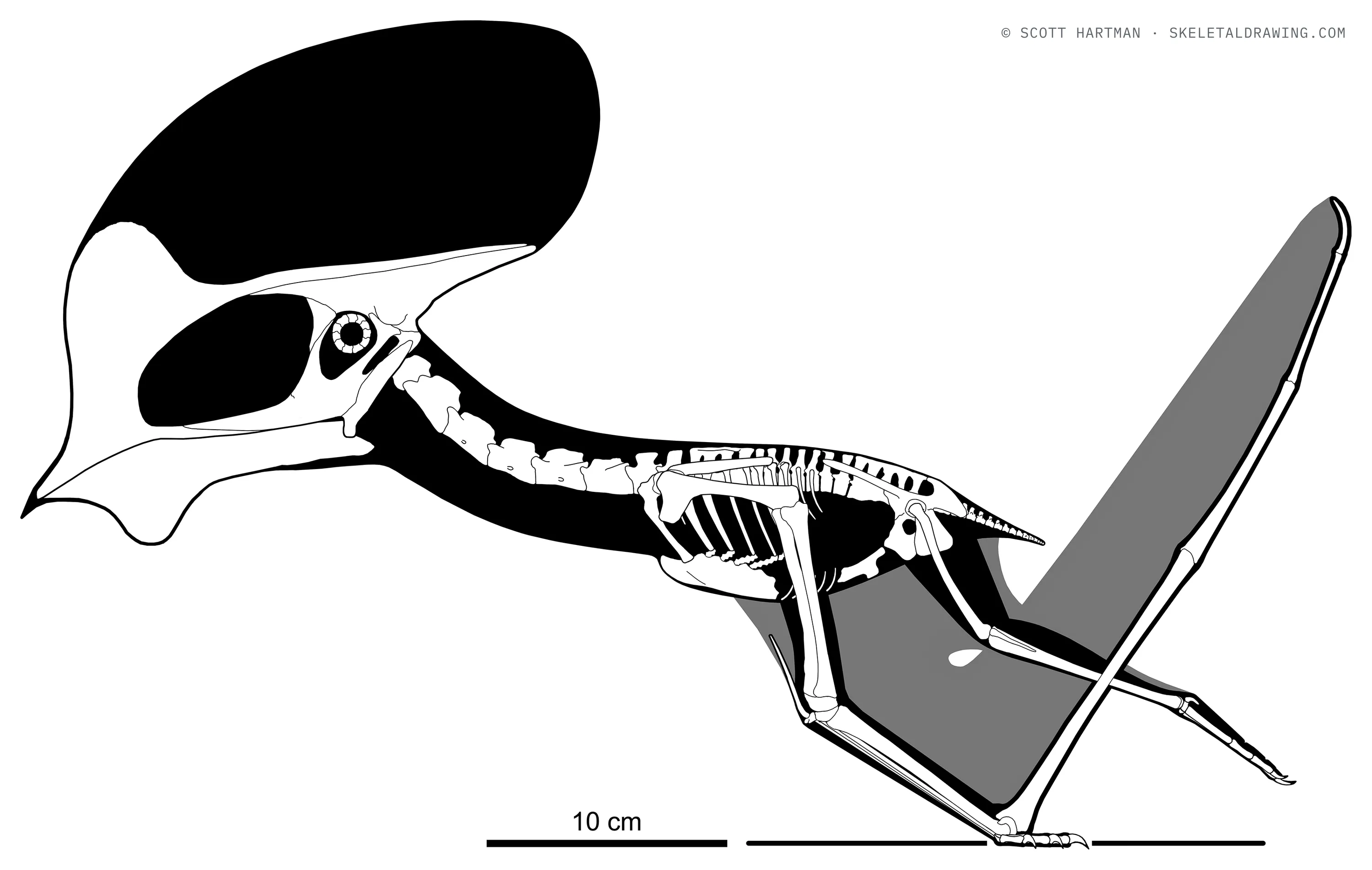 Tapejara wellnhoferi skeletal reconstruction, left lateral view, length 45 cm, wingspan ~1.2 m.