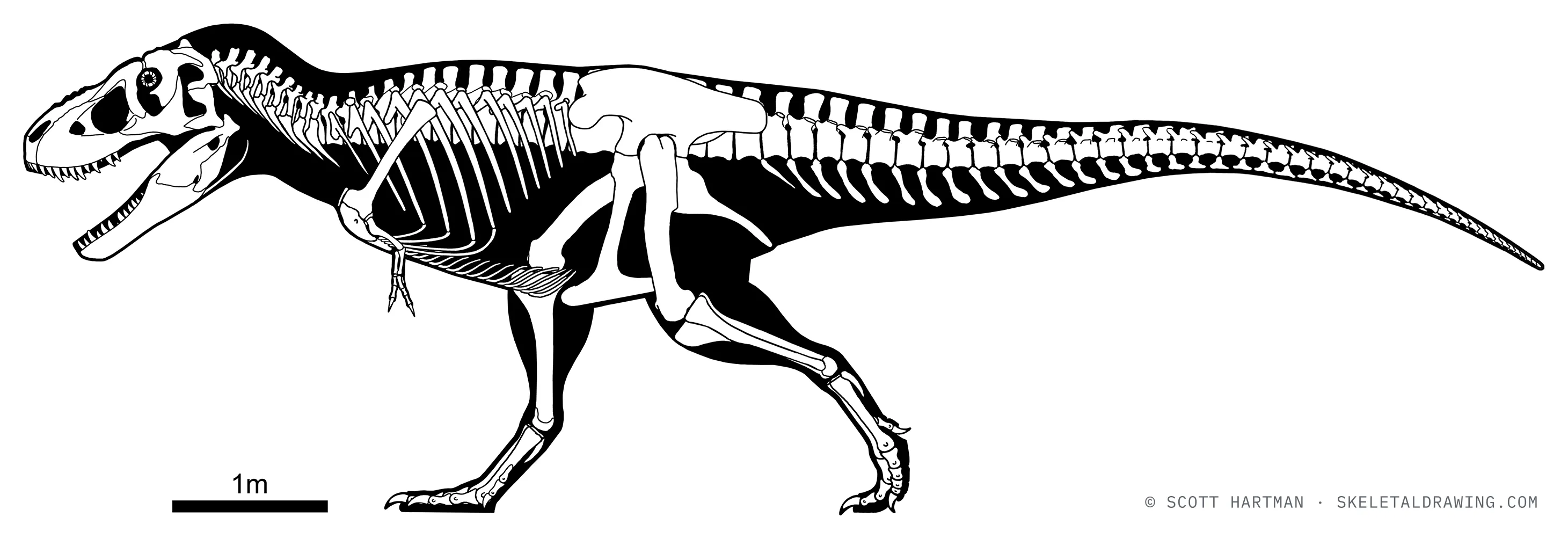 Tarbosaurus bataar skeletal reconstruction, left lateral view, reconstructed length ~9.9 m.
