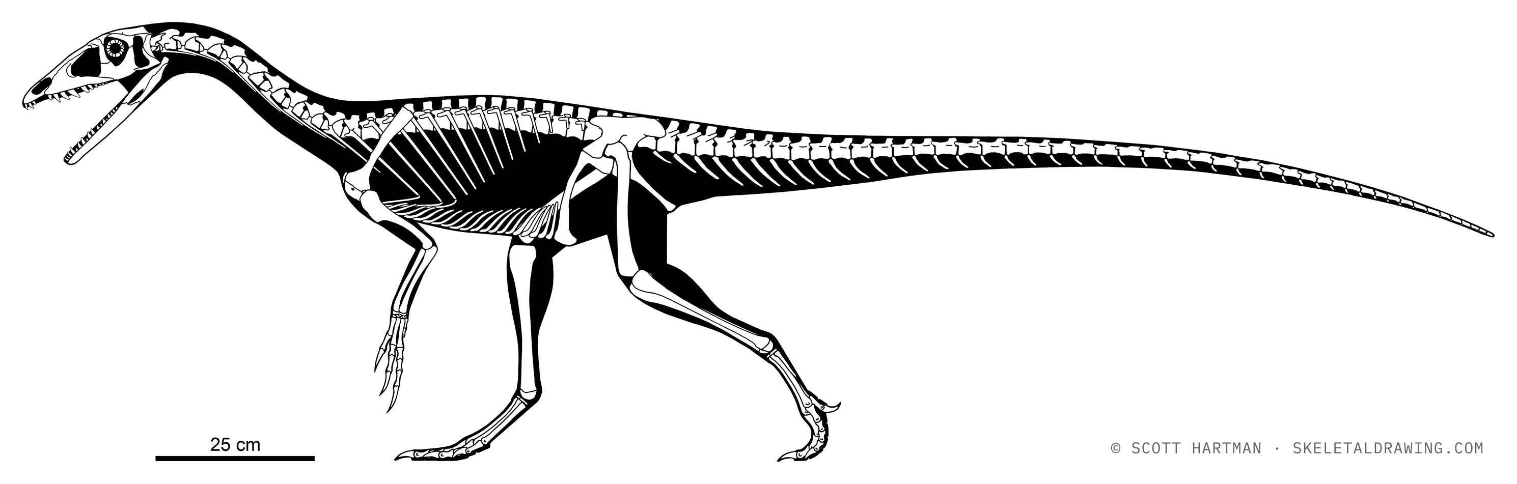 Tawa hallae skeletal reconstruction, left lateral view, reconstructed length ~2.4 m.
