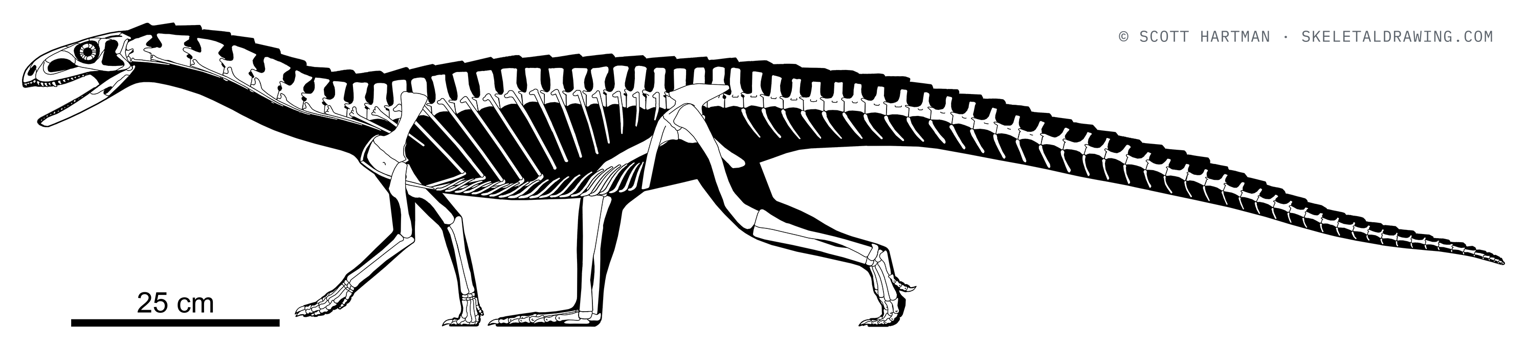 Teleocrater rhadinus skeletal reconstruction, left lateral view, length ~1.81 m.