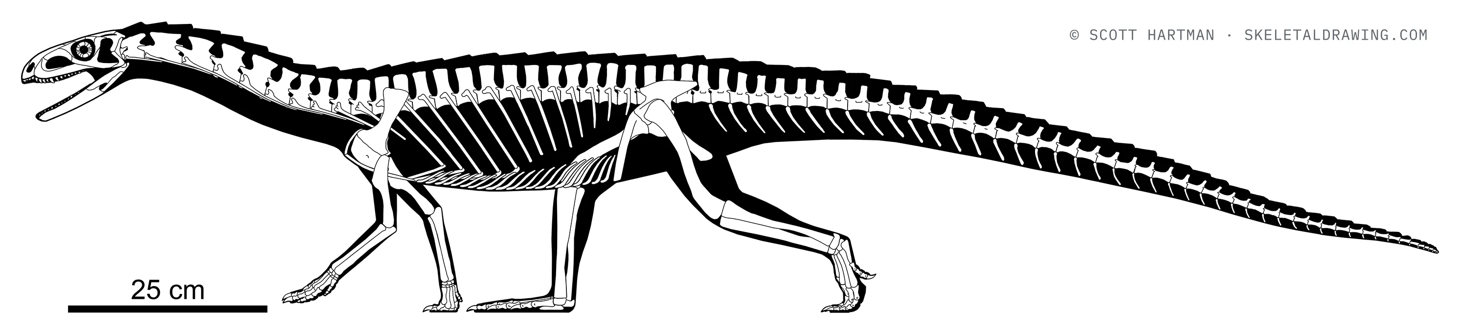 Teleocrater rhadinus skeletal reconstruction, left lateral view, length ~1.81 m.
