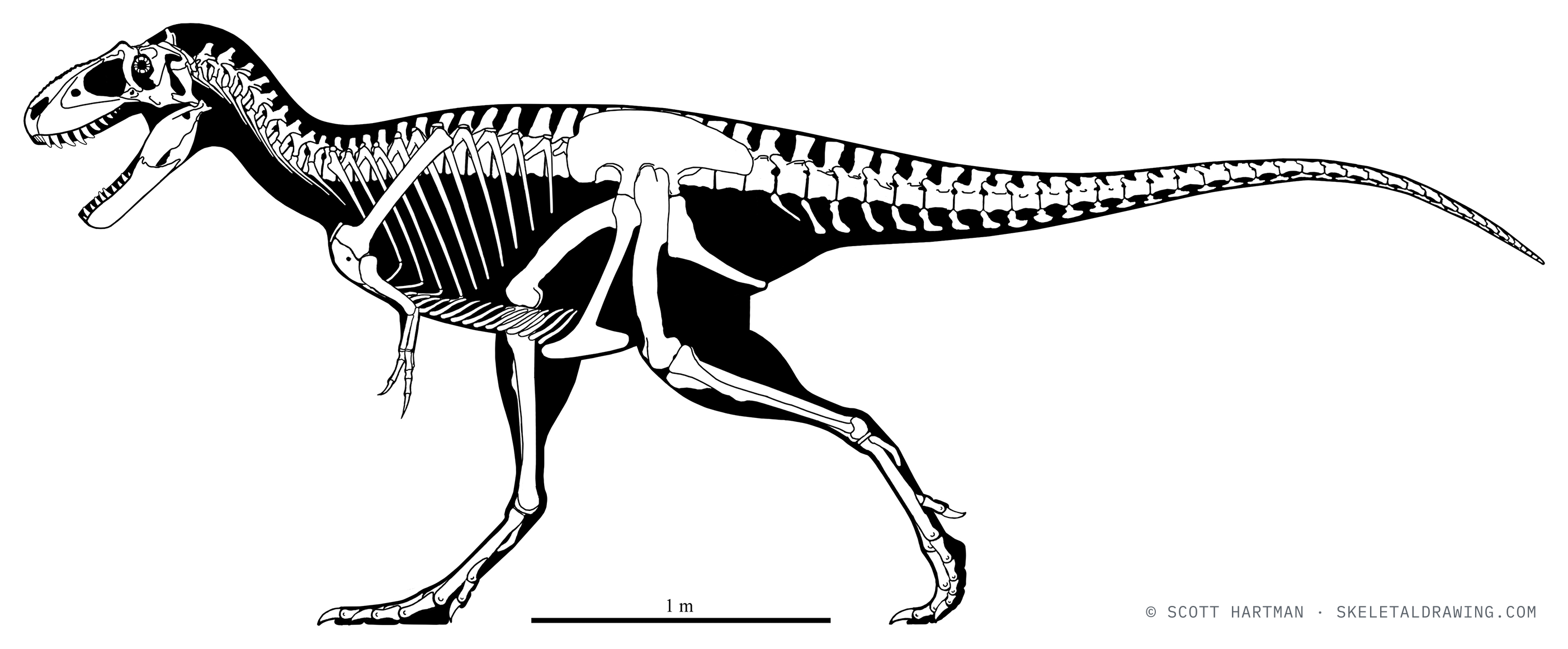 Teratophoneus curriei skeletal reconstruction, left lateral view, reconstructed length ~5.2 m.