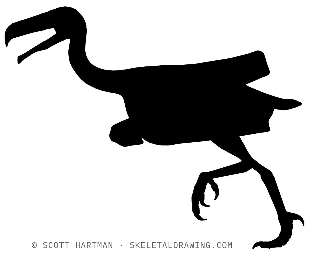 Teratornis merriami — skeletal reconstruction under revision (placeholder silhouette).