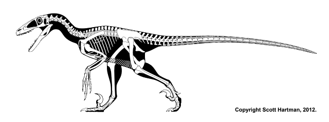 Skeletal reconstruction of Deinonychus antirrhopus in left lateral striding pose, sickle claw on the raised second toe