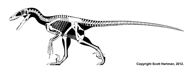 Skeletal reconstruction of Deinonychus antirrhopus in left lateral striding pose, sickle claw on the raised second toe