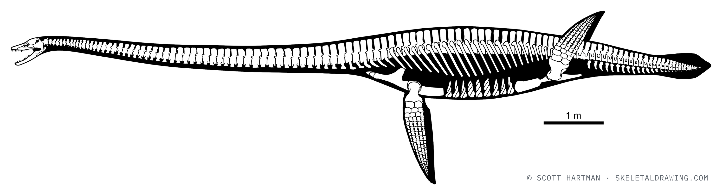 Thalassomedon haningtoni skeletal reconstruction, left lateral view, reconstructed length ~11.7 m.
