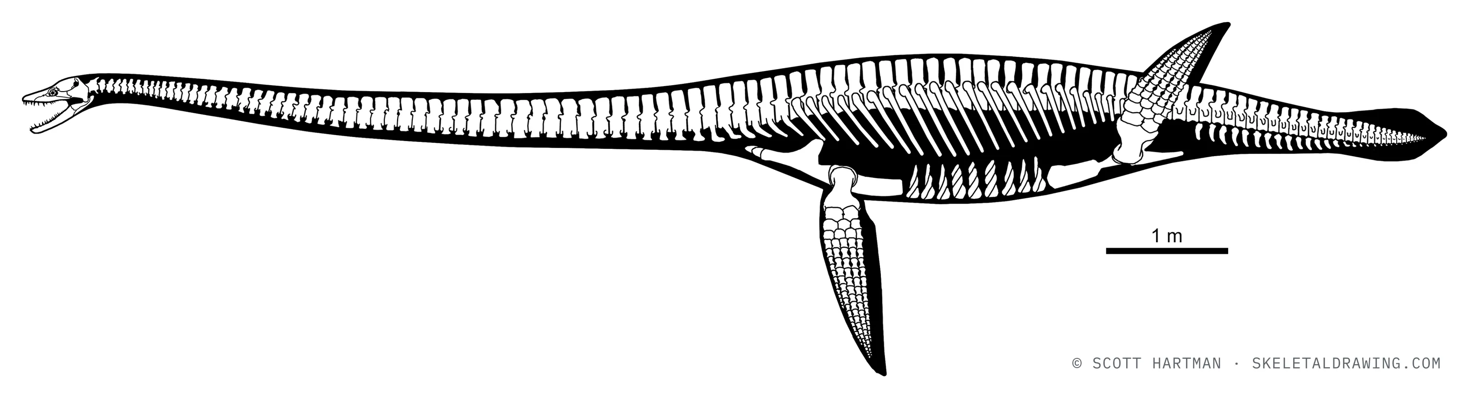 Thalassomedon haningtoni skeletal reconstruction, left lateral view, reconstructed length ~11.7 m.