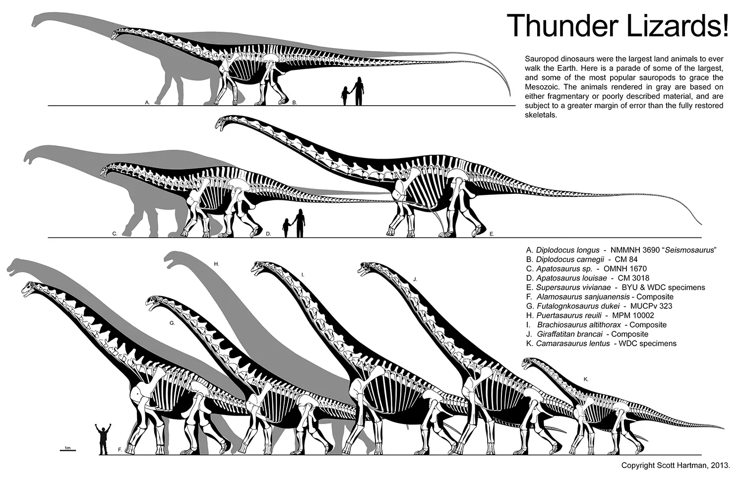 'Thunder Lizards!' plate comparing eleven giant sauropod skeletals at common scale in left lateral view, humans for scale, fragmentary taxa in gray