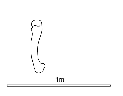 Outline line-drawing of a theropod femur above a 1 metre scale bar, no fill.