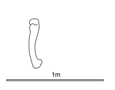 Outline line-drawing of a theropod femur above a 1 metre scale bar, no fill.